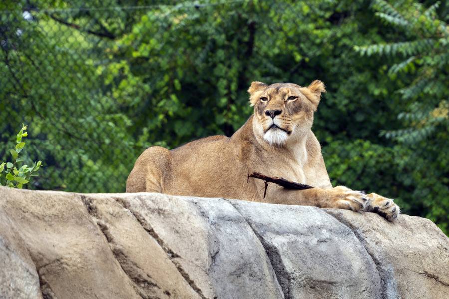 Potawatomi Zoo
